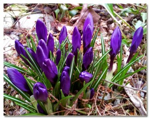 Krokus a