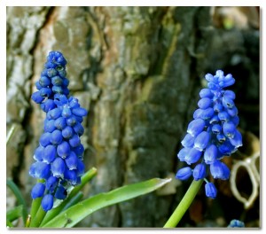 _OJJ4042 a